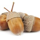 도토리의꿈 이미지