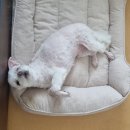 반려하다 이미지
