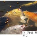 물고기 이미지