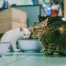 몽글몽글 이미지