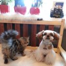 우쭈쭈애견샵 이미지