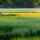 도그마미 이미지