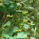 개머루 뿌리 효능 이미지