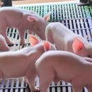 상방농장 이미지