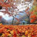 [다녀옴][푸른산악회] 11월5일(토) 가을명소 내장산 단풍산행 이미지