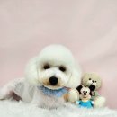 몽개몽개 애견미용실 이미지