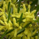 긴잎 와틀 [긴잎 아카시아(Acacia longifolia)] 이미지