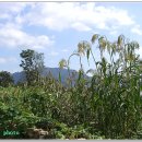 시골정취 이미지