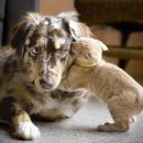 슈슈 동물병원 이미지