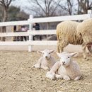 포니랜드 이미지