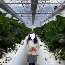 알로큰농장 | 춘천딸기체험농장 알로록 내돈내산후기