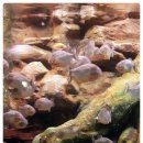 금강모치 화장실 이미지