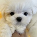 펫365 강아지분양 고양이분양 전주본점 이미지