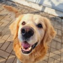 펫글뷰티 이미지