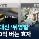 뒤영벌 이미지
