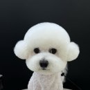 댕댕읍 멍멍리 네이버블로그