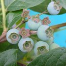 6월 초하루 출석부 활짝 열어드립니다 이미지