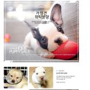 피스켄넬 이미지