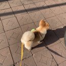 프랑소와펫(압구정점) 이미지