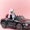 홍대 강아지스튜디오 므므스튜디오 사진관에서 반려견 촬영한 후기