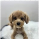 루원시티독 이미지