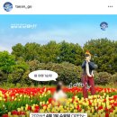 (주)골든게인코리아 | 2026 태안 튤립축제, 300만송이 만개 시기 입장료 총정리