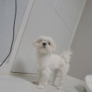 딸랑분식 이미지