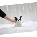 더독스 강아지분양 서울 이미지