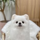 클라우드독 미용실 이미지