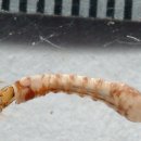 Order Diptera 먹파리 sp. Simuliidae sp. 이미지