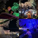 수안보면 오산2길 2, (온천리) | 충주 수안보 벚꽃 100% 만개! 벚꽃 막차 타기 좋은 밤벚꽃 야경 맛집 추천