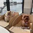까까멍멍 | 나주 | 나주 반려동물 동반리조트 중흥골드스파&amp;리조트 반려견 동반객실 “멍멍드림”