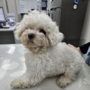 천호동물병원 이미지