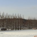 순창 메타세콰이어길 이미지