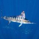 수위트빌 이미지