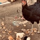 대성3거리 교통섬 | 인도네시아 발리 여행 발리에서 길리 섬 가는 법 페리 후기 | 길리 트라왕안 여행