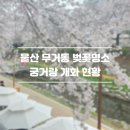 울산광역시 남구 무거동 행정복지센터 | 울산 벚꽃명소 무거천 궁거랑 벚꽃 개화 실시간 (26.4.1기준)