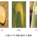 파 - 충해(기생충) 파좀나방(Acrolepiopsis sapporensis) 이미지