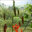 밤산농원 이미지