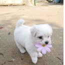 꽃개 네이버블로그