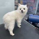 펫마트 강아지 논산점 이미지