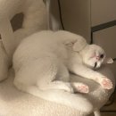 나무 밑 고양이 | 반려묘 동반 숙소 퍼플캣 후기/고양이 동반 여행 시 준비물, 유의할 점