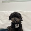 클러스터라운드 | 강아지 옷 추천｜클러스터라운드 CRR 아이러브워크 쿨나시 후기