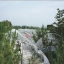 대산읍 충의로 이미지