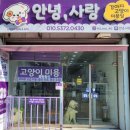 다다네 반려견미용실 | 강아지 미용 / 안녕사랑🐶❤️