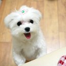 공주언니