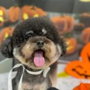 두리그루밍 이미지