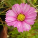 COSMOS/별,꽃 이미지