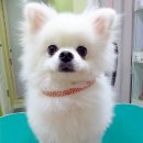 퍼피 투게더 이미지