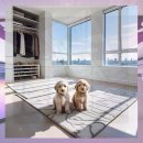 맥스켄넬 | 진천 골든두들분양 예상치 못한 상황 속에서 얻은 소중한 경험